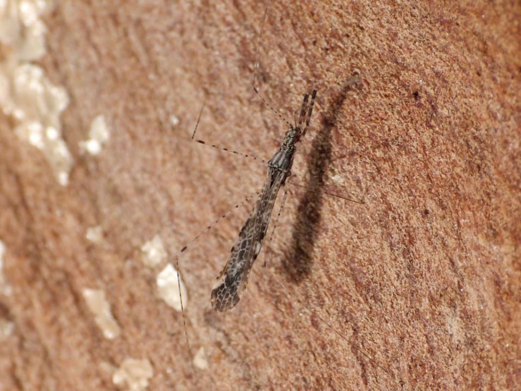 Empicoris rubromaculatus?